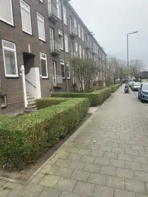 boomverzorging_rotterdam_Linofar_Hovenier_2.jpg