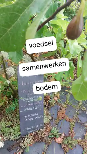 hovenier_amersfoort_Tuinpraktijk_De_Groene_Loods_4.jpg