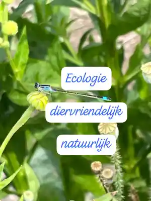 hovenier_amersfoort_Tuinpraktijk_De_Groene_Loods_5.jpg