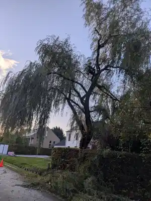 Snoeien van een treurwilg.jpg