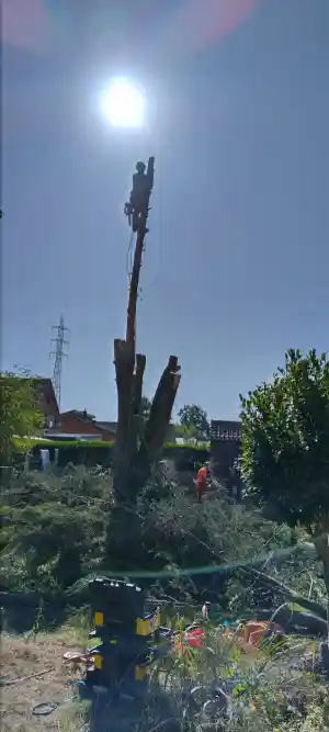 Demonteren van coniferen.jpg