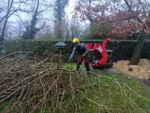 Knotten van platanen en doodhoutsnoei in een linde.jpg