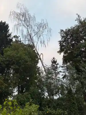 Demonteren van een berk.jpg