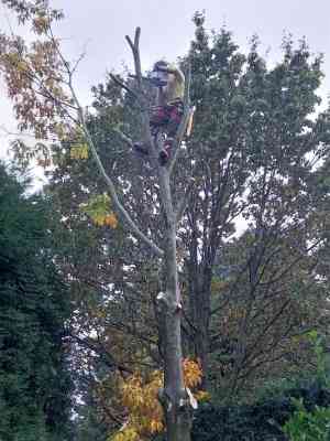 tuinaanleg-en-tuinonderhoud_geel_Boomverzorging_Bertels_5.jpg