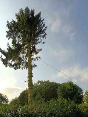 tuinaanleg-en-tuinonderhoud_geel_Boomverzorging_Bertels_2.jpg