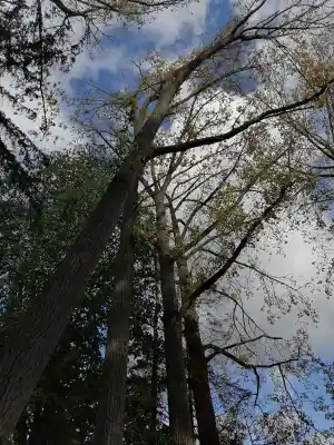 Opruimen van stormschade.jpg