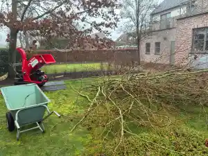 Knotten van platanen en doodhoutsnoei in een linde.jpg