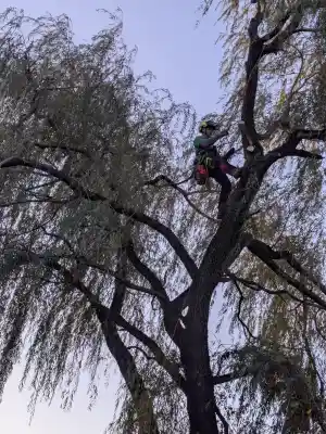 Snoeien van een treurwilg.jpg