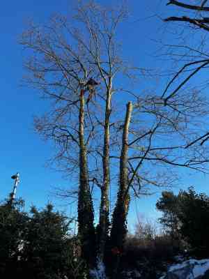 tuinaanleg-en-tuinonderhoud_geel_Boomverzorging_Bertels_4.jpg