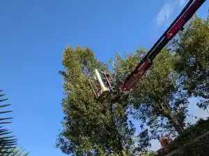 Snoei van leibomen.jpg