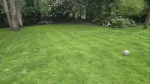 tuinaanleg-en-tuinonderhoud_tessenderlo_Caprino_Tuinonderhoud_2.jpg