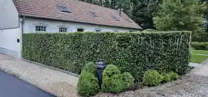 tuinaanleg-en-tuinonderhoud_tessenderlo_Caprino_Tuinonderhoud_5.jpg