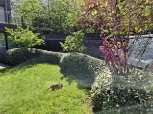 tuinaanleg-en-tuinonderhoud_dentergem-markegem_Tuinen_Karel_Martens_2.jpg