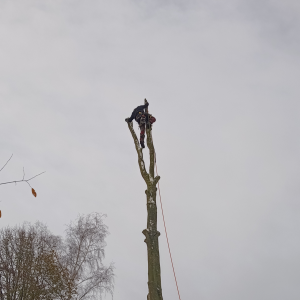 Leo boomverzorging.jpg