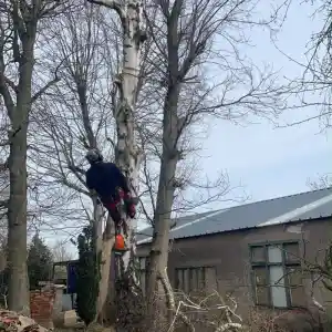 boomverzorging_maastricht_Multisolutionsnederland__3.jpg