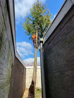 Conifeer verwijderen.jpg