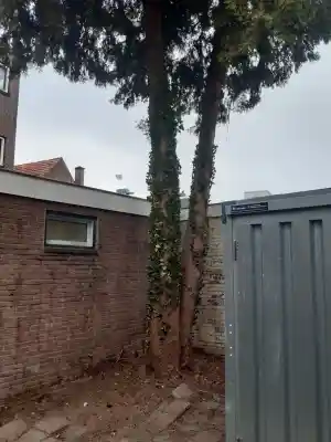 Conifeer verwijderen.jpg