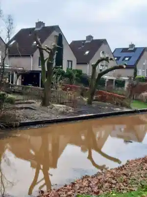 Treurwilgen snoeien.jpg