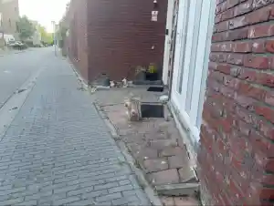 🌿 Voortuin Transformatie – Een Eerste Indruk om Trots op te Zijn!.jpg
