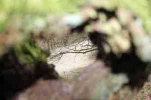 coaching_capelle-aan-den-ijssel_Mountain_Mind,_Coaching_&_Mindfulness_2.jpg