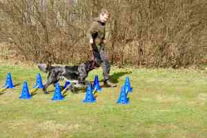 coaching_s-heerenberg_Hondenschool_en_coachpraktijk_Honden_van_Bergh_4.jpg