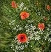 loopbaancoach_amsterdam_Caroline_van_der_Post_Coaching_training_en_advies_3.jpg
