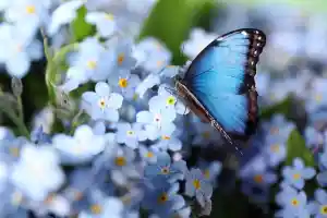 Een blauwe vlinder als vaders laatste groet.jpg