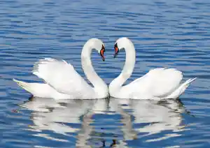 Een zwanengroet van eeuwige liefde.jpg