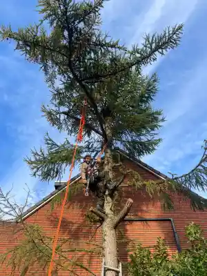boomverzorging_zeist_natuurtalentzeist_4.jpg