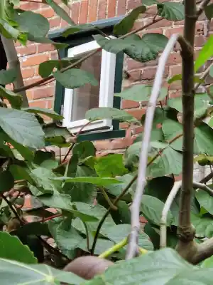 glaszetter_amsterdam-duivendrecht_Loefstop_Glas_en_Onderhoud_7.jpg