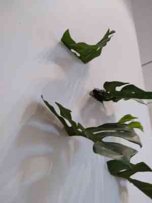 schilder_buggenhout_Yassine_B._Schilder_&_Decorateur_5.jpg