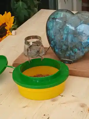 Rheeze, De Lariks.jpg