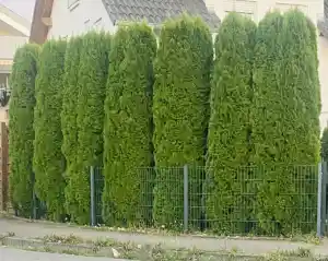 hausmeisterservice_eriskirch_Hausmeisterservice_Smart_5.jpg