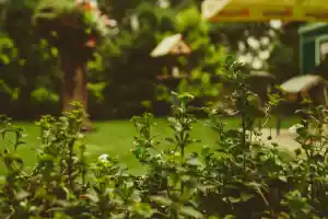 gartner_wachtberg_Gartenpflege_Walterich_5.jpg
