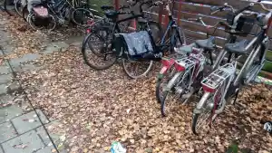 Blad verwijdering en muren reiniging .jpg