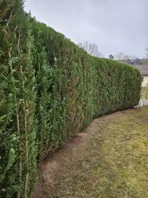 gartner_hainburg_Calla_Haus-_und_Gartenservice_7.jpg
