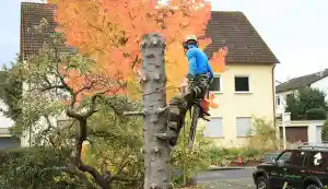 gartner_bad-soden-am-taunus_Merlin_Garten-_und_Landschaftszauber_2.jpg