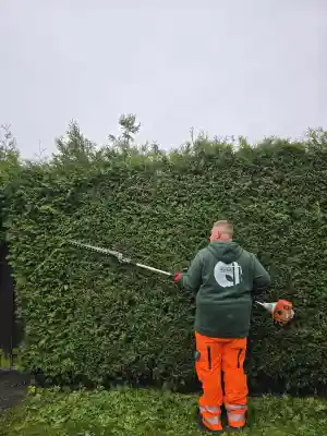 Heckenschnitt Formschnitt.jpg