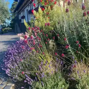 gartner_marburg_Flower_Power_-_Blühende_Gärten_2.jpg