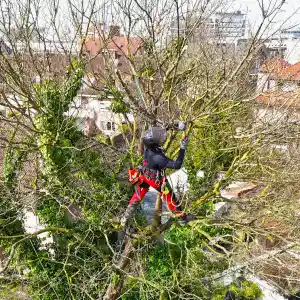 gartner_bielefeld_Lachmann_Baumpflege_7.jpg