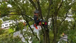 gartner_bielefeld_Lachmann_Baumpflege_6.jpg