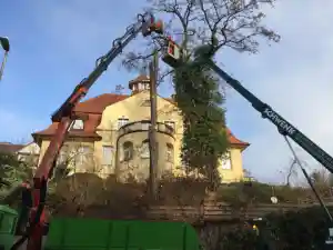 gartner_ditzingen_Schwenk_Baumpflege_5.jpg