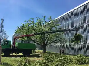 gartner_ditzingen_Schwenk_Baumpflege_7.jpg