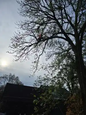gartner_neunkirchen-seelscheid_Arborista_Baumdienst__3.jpg