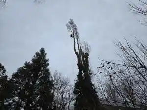 gartner_neunkirchen-seelscheid_Arborista_Baumdienst__2.jpg