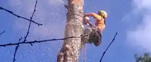 gartner_neunkirchen-seelscheid_Arborista_Baumdienst__6.jpg