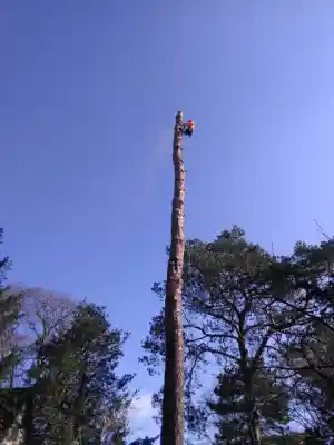 gartner_neunkirchen-seelscheid_Arborista_Baumdienst__5.jpg