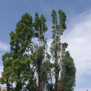 boomverzorging_den-bosch_Natuurlijk_Stella_3.jpg
