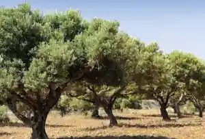 Comercialización de finca rústica en una pedanía de Lorca.jpg