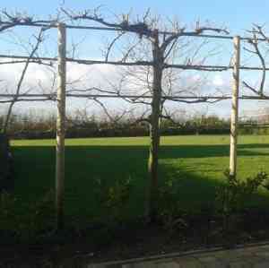 tuinaanleg-en-tuinonderhoud_aarschot-langdorp_Cerasis_Tuininrichting_3.jpg